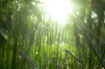 green grass in the rays of sunlight, glare, natural background.