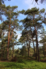 Fototapeta premium Darßwald
