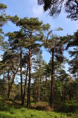 Darßwald