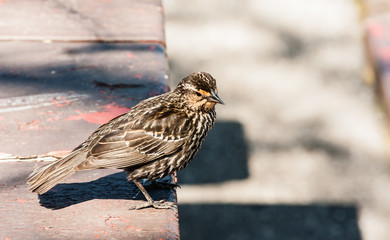 Small bird standing on edge of table.