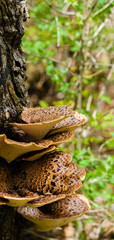 Fungus growing from tree bark.