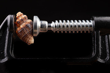 Snail shell in a carpentry vise. A fragile shell crushed by metal jaws