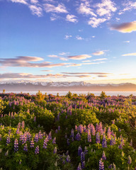 Blooming violet/purple Lupine flowers and snow covered mountains on background while sunset. Scenic panorama view of Icelandic landscape. Húsavík, North Iceland.