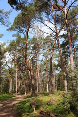 Fototapeta premium Darßwald