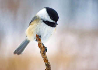 Delicate Chickadee