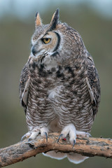 Obraz premium Great Horned Owl Sitting On Perch In Southern Arizona