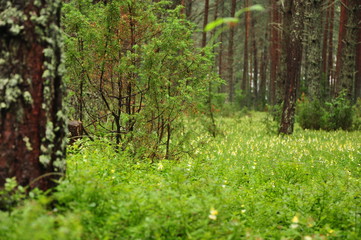 Fototapeta premium wild nature