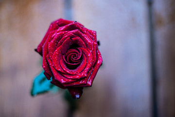 red rose