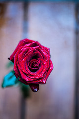 red rose