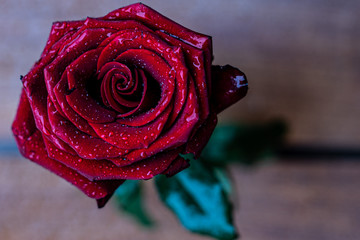 red rose