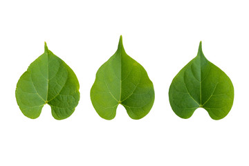 Isolate set of green Leaves.They  are  on white background. The collection of Leaves.Tropical leaves on Thailand. Photo concept nature and Isolate.