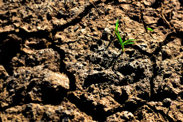 Growing (Creciendo)