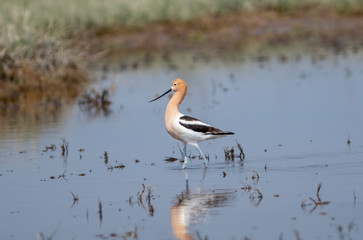 American Avocet (Recurvirostra americana) Walking in Shallow Weedy Water Hunting for Food