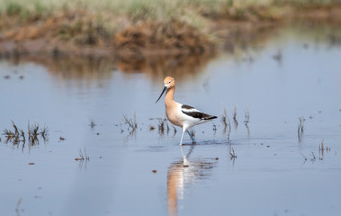 American Avocet (Recurvirostra americana) Walking in Shallow Weedy Water Hunting for Food