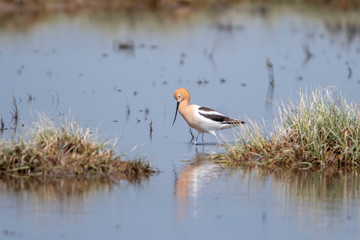 American Avocet (Recurvirostra americana) Walking in Shallow Weedy Water Hunting for Food