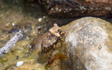 A Bug that Looks Like a Rock the Big-eyed Toad Bug (Gelastocoris oculatus) In a Lake Camouflaged to Look Like its Surroundings