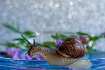 snail on green leaf