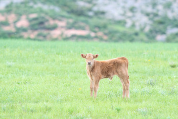 Happy & Content Newborn Calfs Being Raised Organic in a Grassy Open Range Field in Northern Colorado