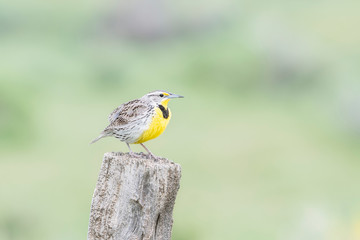 Western Meadowlark (Sturnella neglecta) Perched on a Wooden Post in Northern Colorado