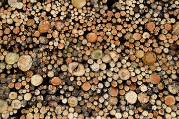 Mur de rondins de bois