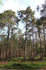 Fototapeta premium Darßwald