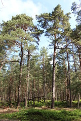 Fototapeta premium Darßwald