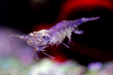 Mediterranean Elegance Glass Shrimp - Palaemon Elegance