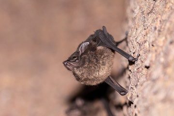 Long-nosed Bats (Rhynchonycteris naso)