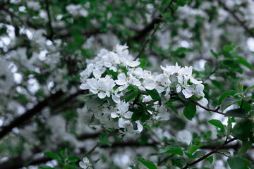 branch with flowing flowers on the tree, fresh greens in the park, cherry flowers and apple trees in bloom
