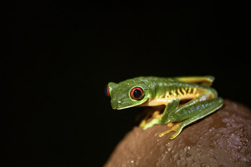 Red-Eyed Leaf Frog (Agalychnis callidryas)