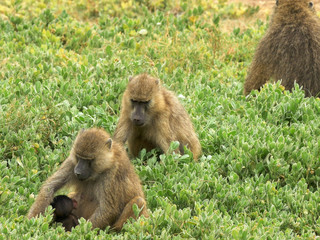 baboon troop sitting on the ground and feeding at amboseli