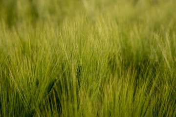 Ear of wheat in sunlight. Green wheat field