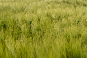 Ear of wheat in sunlight. Green wheat field