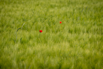 Colorful blooming poppy in the green wheat field