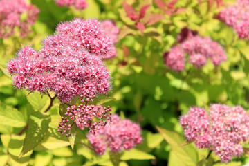 Japanese spirea or Korean, is a plant in the family Rosaceae. Synonyms of the name of the species Spiraea bumalda.