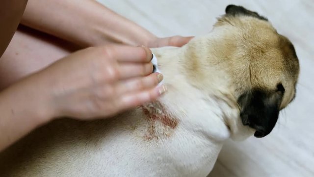 Woman washes a big wound of eczema on the back of a pug, sick dog, treatment concept