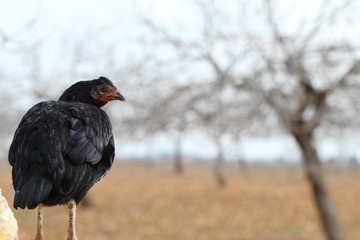 portrait of a chicken