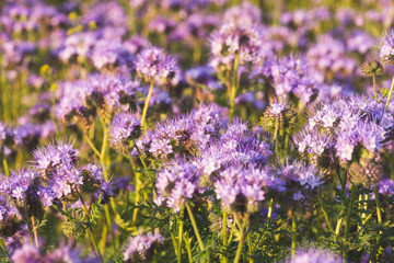 Fototapeta premium Blossoming bee pasture in the sunlight. Violet-flowering Phacelia. Meadow flowers that bloom purple and blue. Photo suitable as a wall decoration