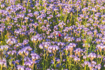 Obraz premium Blossoming bee pasture in the sunlight. Purple blooming Phacelia flowers with a dark red clover flower. Meadow flowers blooming purple and blue. Photo suitable as a wall decoration