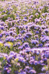 Fototapeta premium Blossoming bee pasture in the sunlight. Violet-flowering Phacelia. Meadow flowers that bloom purple and blue. Photo suitable as a wall decoration