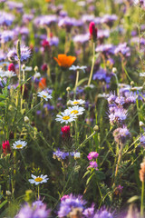 Colorful flowering herb meadow with purple blooming phacelia, orange calendula officinalis and wild chamomile. Meadow flowers photographed landscape format suitable as wall decoration in wellness area