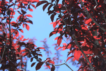 Branches of purple leaf plum tree on the background of blue sky.