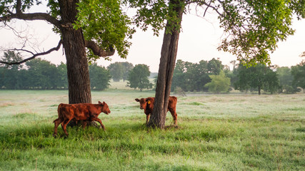 Calves playing in a summer pasture