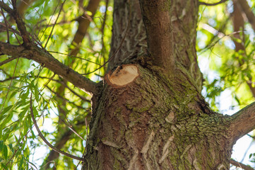 Obraz premium Tree with cut of branch
