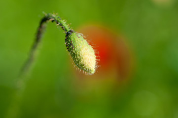 Harry and closed poppy bud