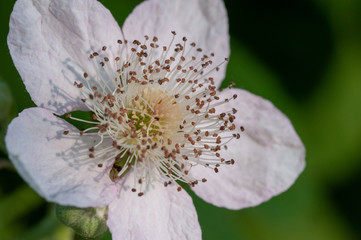 Macro blackberry bud flower
