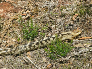 close up of a blotched blue tongue lizard in south eastern tasmania