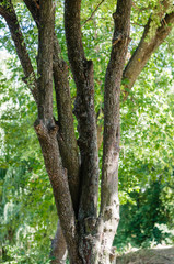 tree trunks intertwined