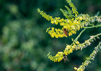 bee on flower