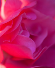 Fototapeta premium soft focus pink rose background. close up